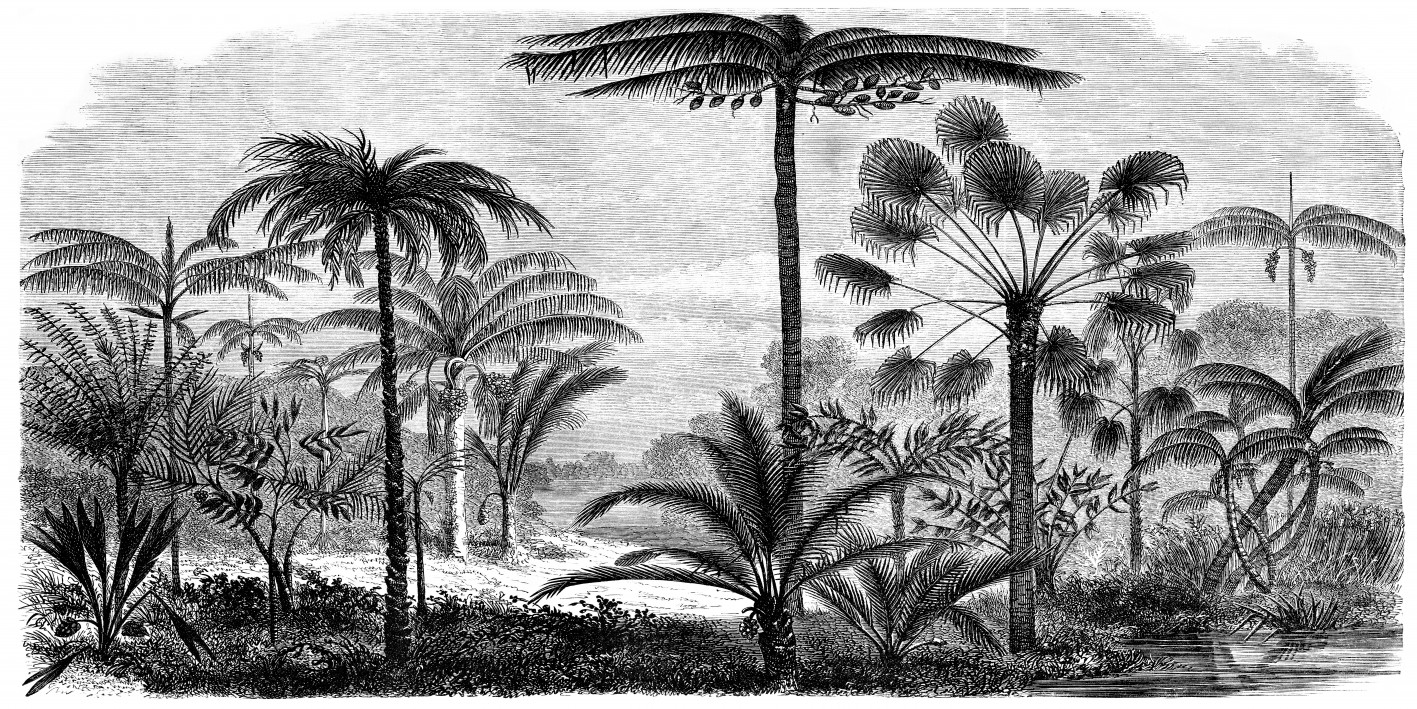 Papier peint panoramique  tendance AMAZONIA