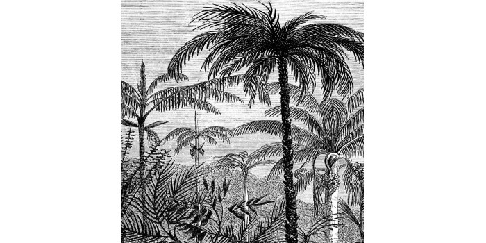 Papier peint panoramique AMAZONIA